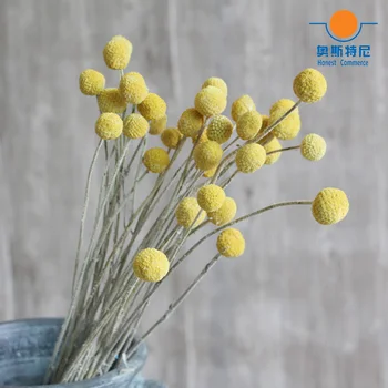20pcs posušenih naravnih Craspedia cvet šopke zlato žogo cvetnih grozdih