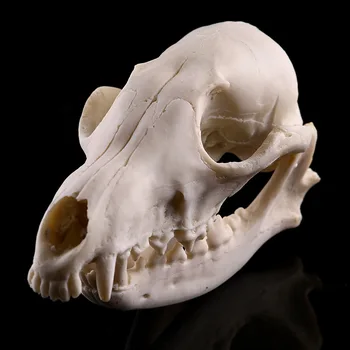 Realno Veren Fox Lobanje Smolo Replika Poučevanja Skelet Modela Akvarij Doma Dekor