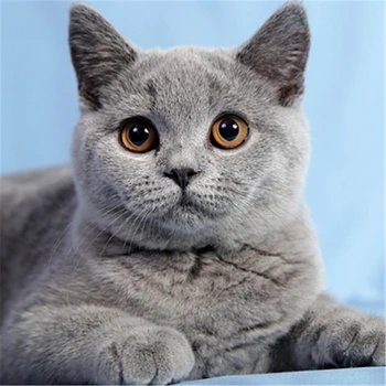 Žival Mačka DIY Vezenje Navzkrižno Šiv 11CT Kompleti Needlework Obrti Nastavite Bombažno Nit Natisnjeni Platno Doma Dekoracijo Na Prodajo